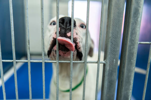 istock Caged dog in animal shelter inside kennel 1771541478