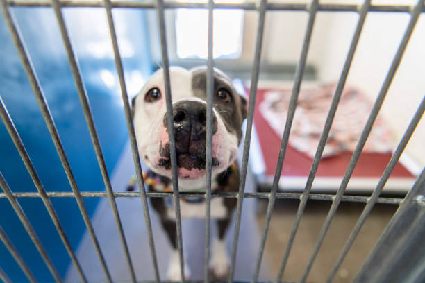 istock Caged dog in animal shelter inside kennel 1771541483