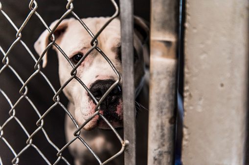 A large mixed-breed pit bull type dog looks at camera from the inside of an animal shelter kennel.