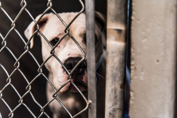 Caged dog in animal shelter inside kennel A large mixed-breed pit bull type dog looks at camera from the inside of an animal shelter kennel. sad dog shelter stock pictures, royalty-free photos & images