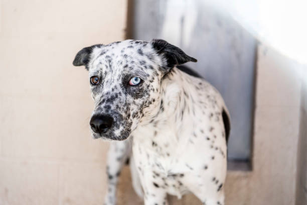 istock Caged dog in animal shelter inside kennel 1771541494