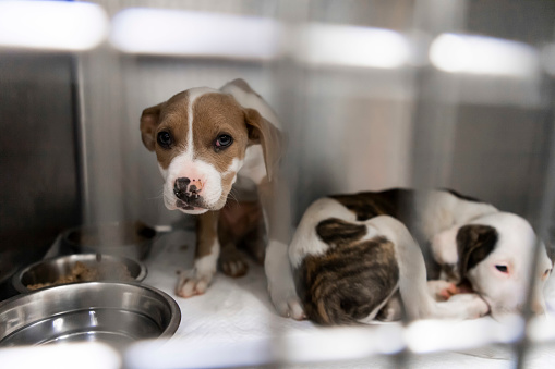Young mixed breed puppies lay inside kennel while being treated for illness.