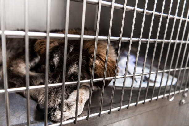 istock Caged dog in animal shelter inside kennel 1771542021