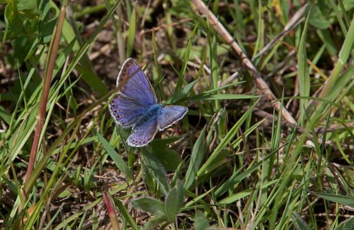 Blue violet butterfly on the meadow  in springtime