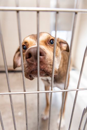 A large mixed-breed pit bull type dog looks at camera from the inside of an animal shelter kennel.
