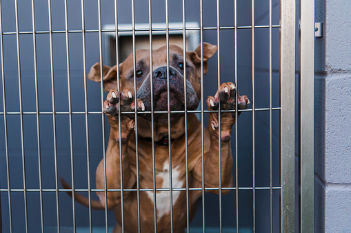 A large pit bull type dog looks longingly at camera with paws through cage begging to be let out from kennel at animal shelter.