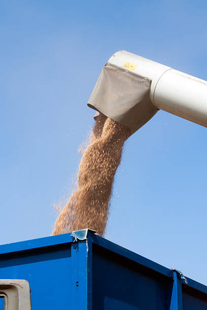 istock Combine harvester load wheat in the truck 177154385