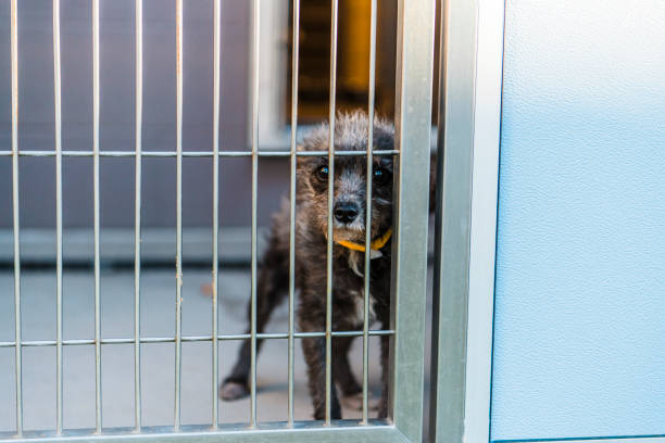 istock Caged dog in animal shelter inside kennel 1771544095