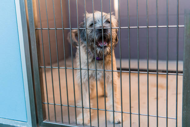 istock Caged dog in animal shelter inside kennel 1771544100