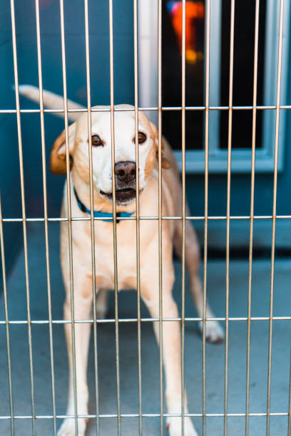 A mixed breed dog looks at camera through kennel at animal shelter.