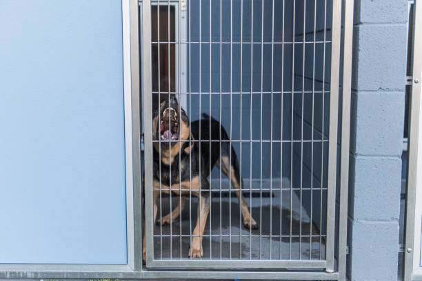 istock Caged dog in animal shelter inside kennel 1771544110