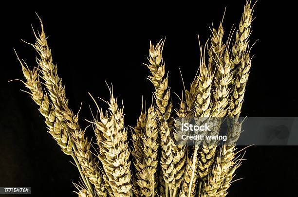 Trigo Sobre Preto - Fotografias de stock e mais imagens de Agricultura - Agricultura, Cereal, Colheita