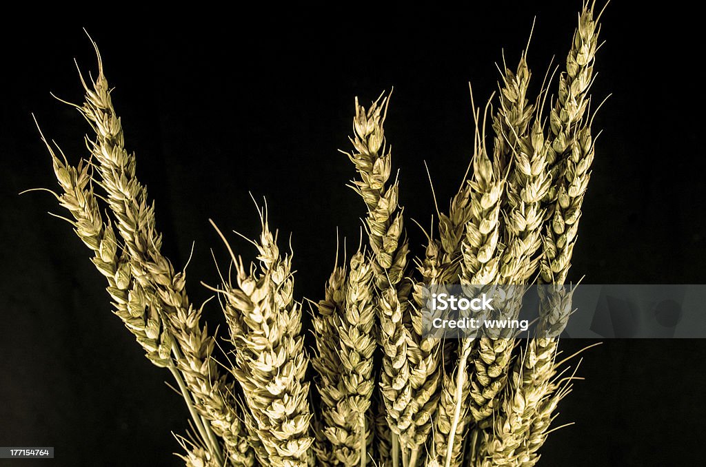Пшеница на черный - Стоковые фото Без людей роялти-фри