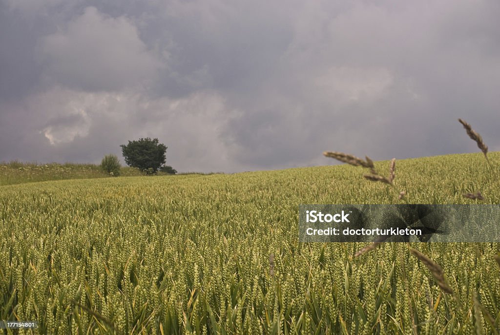 Campo di grano - Foto stock royalty-free di Agricoltura
