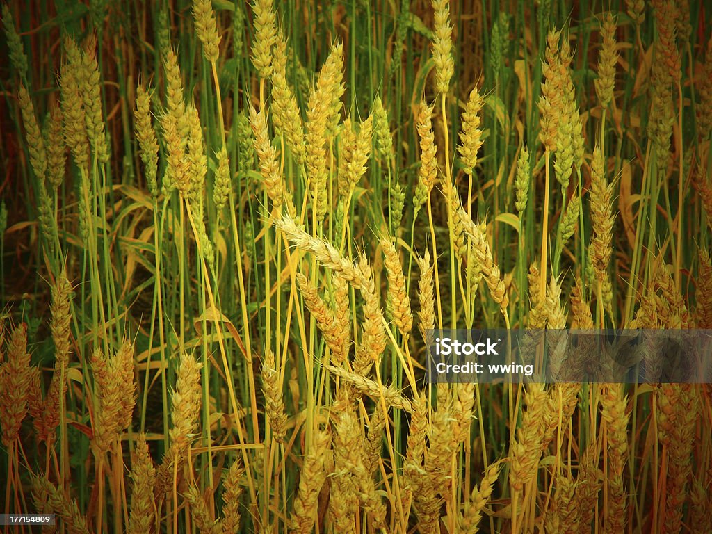 Mayor campo de trigo - Foto de stock de Agricultura libre de derechos