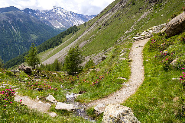 trilha para caminhadas em the valley - european alps tirol rhododendron nature - fotografias e filmes do acervo