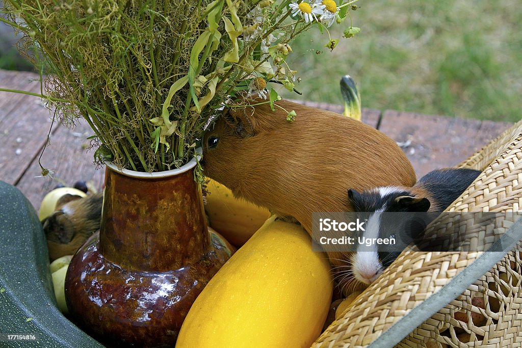 Guinea pigs Guinea pig and  Fruits And Vegetables,  family of Guinea pig, couple of  Guinea pig Animal Stock Photo