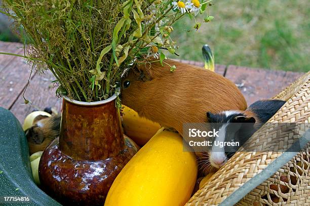 Guinea Pigs Stock Photo - Download Image Now - Animal, Animal Hair, Animal Nose