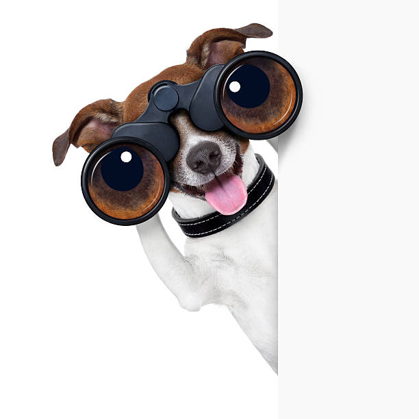 A Funny Image Of Binoculars On A Dog Stock Photo - Download Image Now -  Dog, Magnifying Glass, Binoculars - iStock