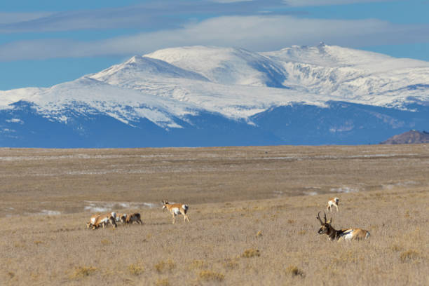 Pronghorn Antelope in South Park stock photo