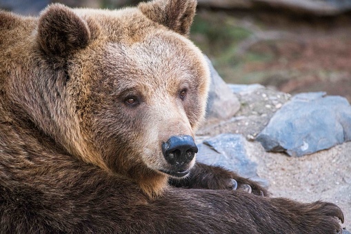 Brown Bear face in Cordoba Zoo