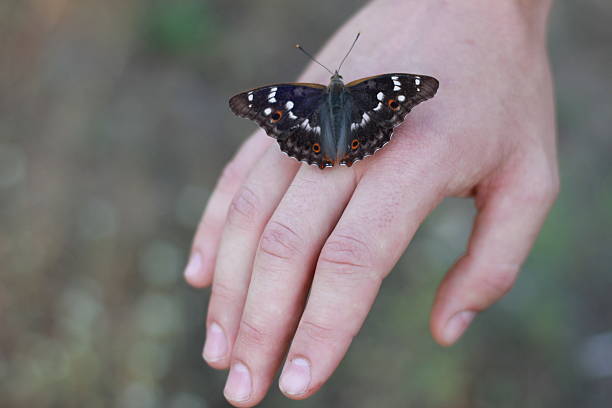 istock butterfly on the hand of a man 177156037