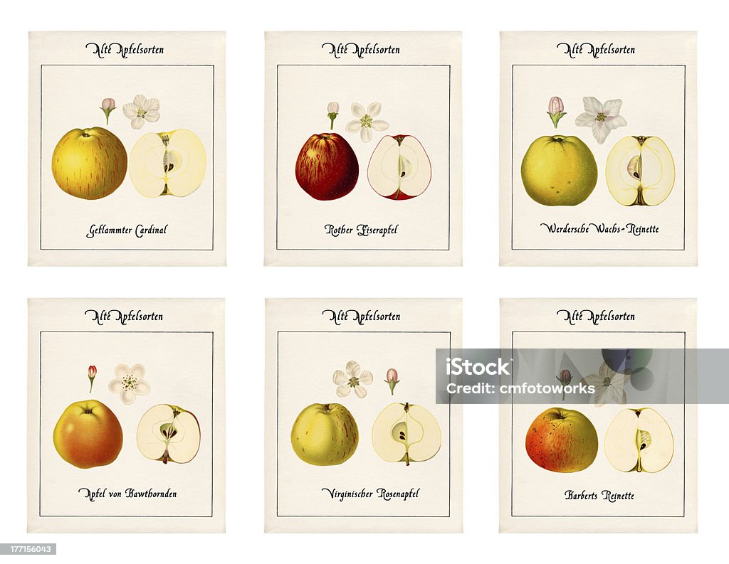 6 placas con ilustraciones de variedades de manzana - Foto de stock de Historia libre de derechos