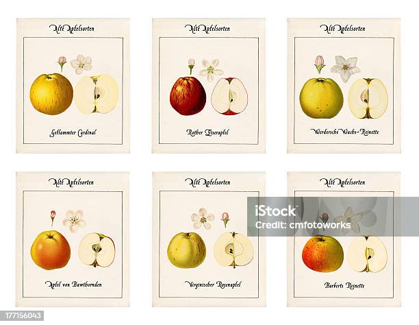 6 皿にイラストのアップルの種類 - リンゴのストックフォトや画像を多数ご用意 - リンゴ, 歴史, アイデンティティー