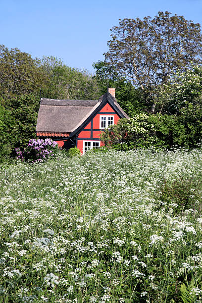 idílica casa de férias em flor meadow de bornholm - denmark house cottage rural scene - fotografias e filmes do acervo