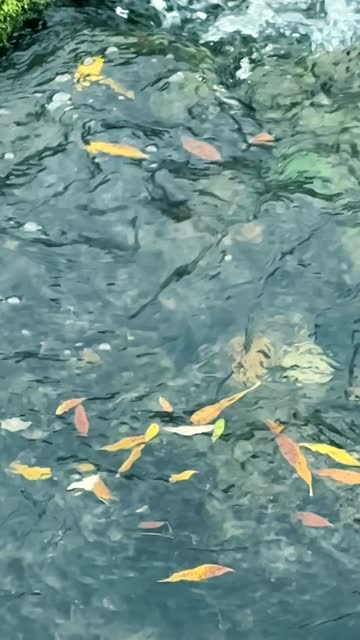 Autumn leaves under flowing river water