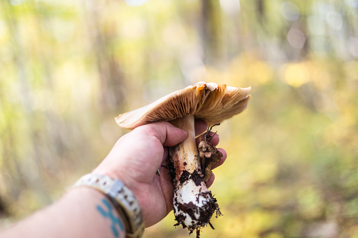 A personal perspective looking at a mushroom that has been harvested wild in a forest to be identified to check if it's edible or not.