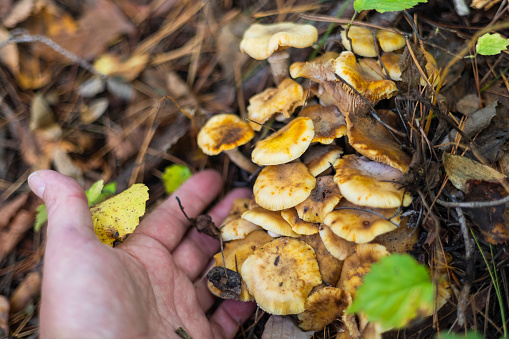 Personal perspective with hand lifting up a group of mushrooms on an autumn forest floor to check if they are edible or not.