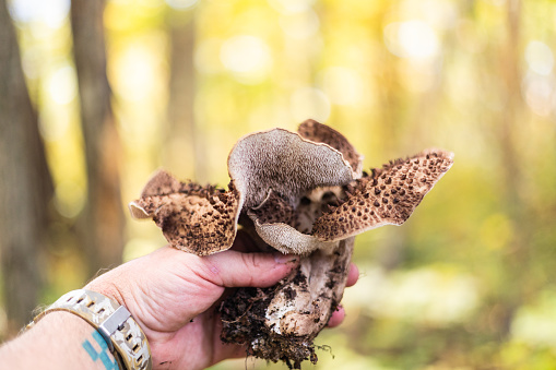 An edible mushroom grows in the forest among green leaves and moss