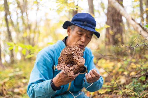 A senior Japanese man foraging Koutake mushrooms. Koutake mushrooms are highly valued in Asia for their musky fragrance and earthy taste