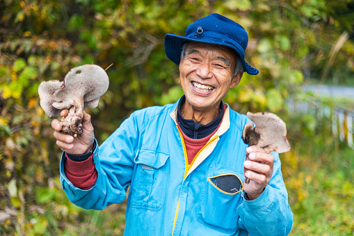 A senior Japanese man showing his Koutake mushrooms he foraged from an autumn forest in North Japan. Koutake mushrooms are highly valued in Asia for their musky fragrance and earthy taste