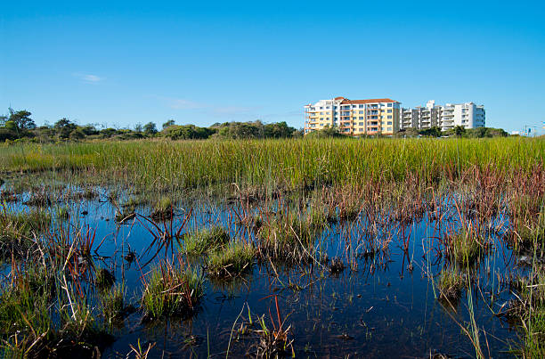 Swampland with Residential Background