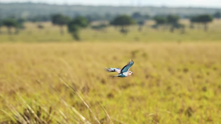 Slow Motion of Lilac Breasted Roller Bird Flying in Flight in Africa, African Birds on Wildlife Safari in Masai Mara, Kenya, in the Air with Savanna Landscape, Maasai Mara Birdlife in Savannah