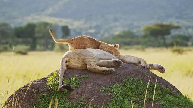Slow Motion of Funny Baby Animals, Cute Lion Cub Playing with Lioness in Africa in Masai Mara, Kenya, Jumping and Pouncing on Mother on Termite Mound on African Wildlife Safari