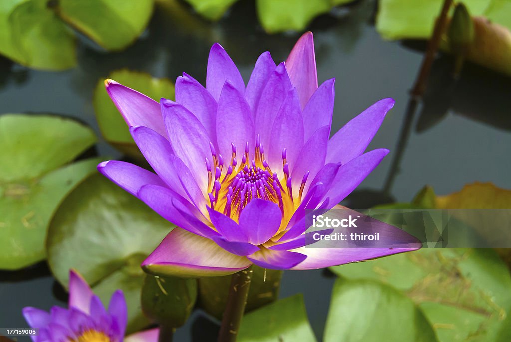 Close up the violet lotus flower. Animal Markings Stock Photo