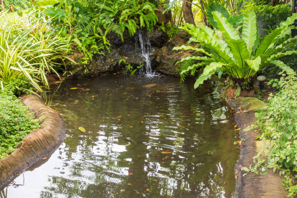 istock Beautiful tropical garden pond 1771590774