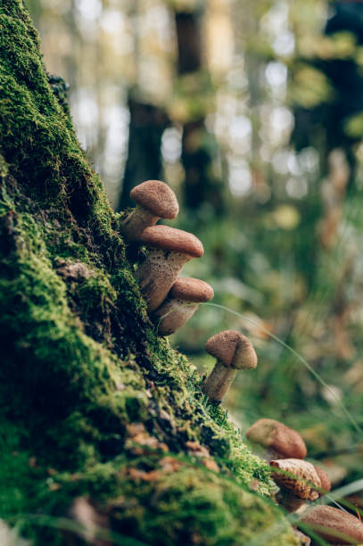 istock Freshly grown forest honey mushrooms 1771591292