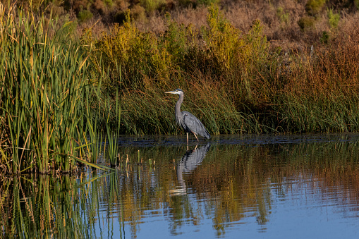 Great blue heron at the Rocky Mountain Arsenal reflecting in the placid water