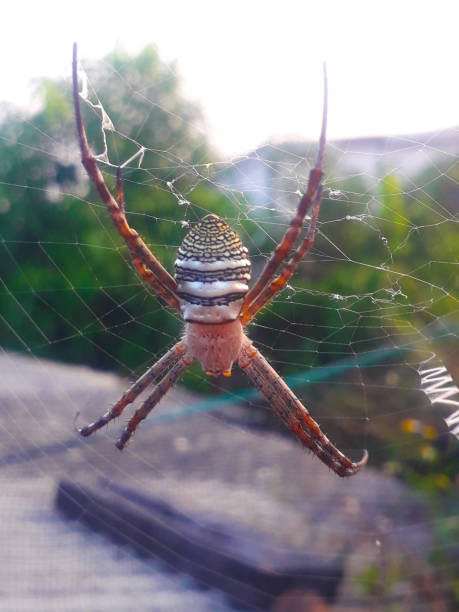 istock Spiders are very amazing 1771613576