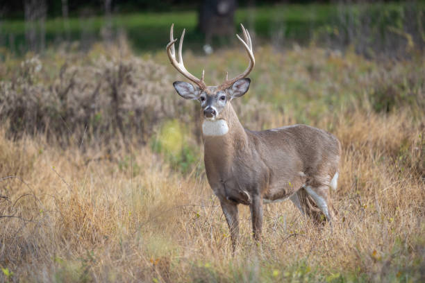 istock White-tailed Deer (Odocoileus virginianus) Buck in autumn 1771614767