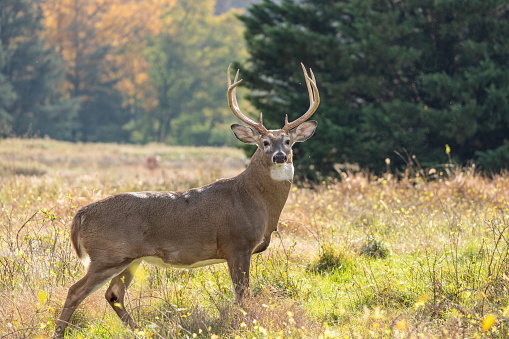 White-tailed deer stands in meadow with autumn background
