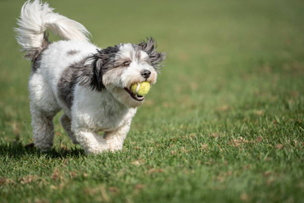 istock Cute Puppy Running 1771615194