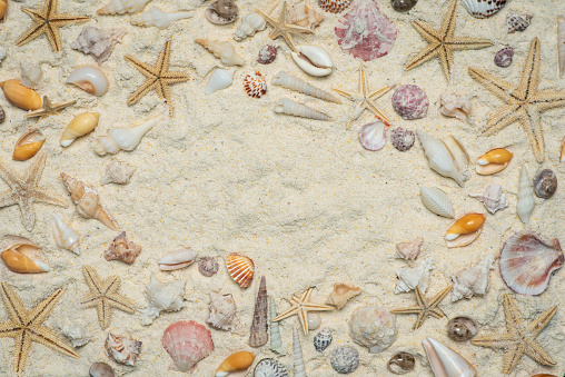 Top view of a sandy beach with collection of exotic seashells and starfish as natural textured background with copy space. Vacation, beach, travel concept