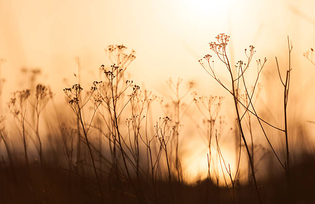 istock Golden fragile plants 177162661
