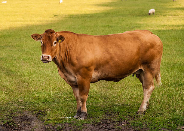 リムーザン牛 - guernsey cattle ストックフォトと画像