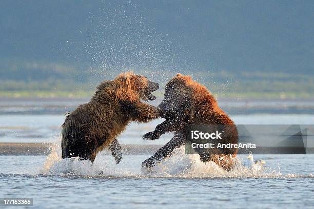 Grizzly Bear Lucha Foto de stock y más banco de imágenes de Agua - Agua, Aire libre, Alaska - Estado de los EE. UU.